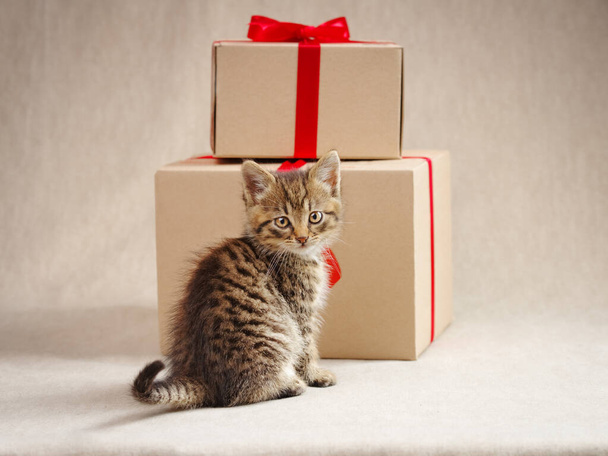 A cute tabby kitten sits looking at the camera and gift boxes. Studio shot from a low angle. - Photo, Image