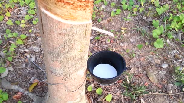 Hevea brasiliensis and latex in Thailand - Footage, Video