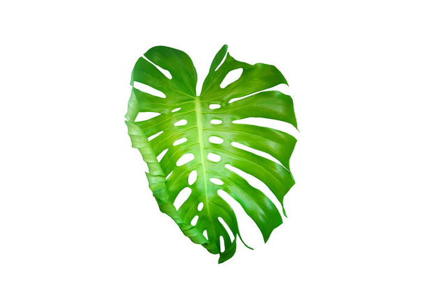 Top veiw, Bright fresh monstera leaf isolated on white background for stock photo or advertisement, Genus of flowering plants, Tropical plants - Photo, Image