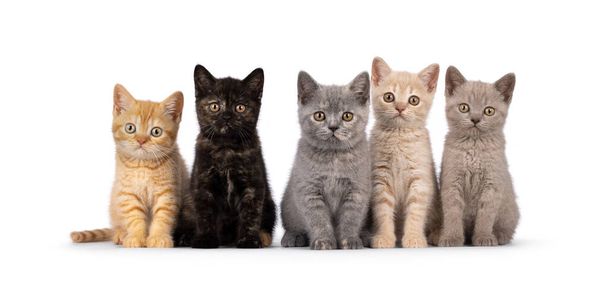 Литтер з 5 різних кольорових британських кошенят Shorthair, сидячи поруч один з одним в ідеальному ряді. Всі дивляться на камеру. ізольований на білому тлі. - Фото, зображення