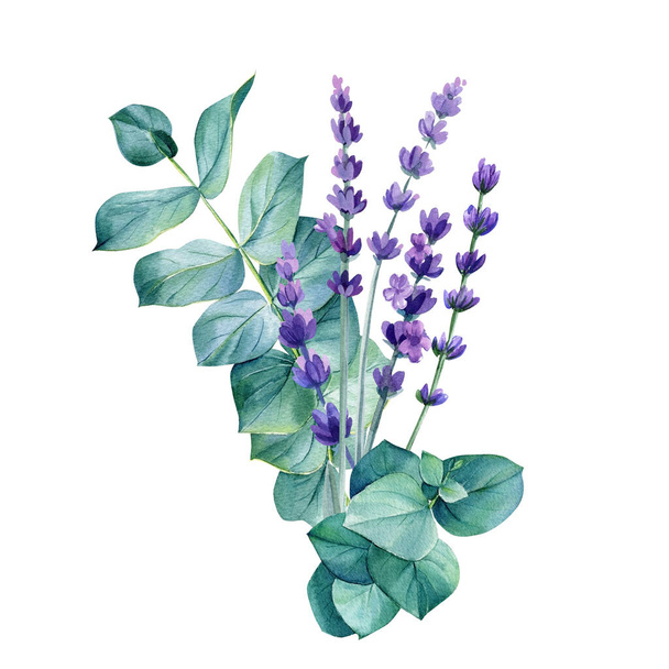 Lavender and eucalyptus isolated on white background. Watercolor Botanical. Floral design. Provence illustration. High quality illustration - 写真・画像