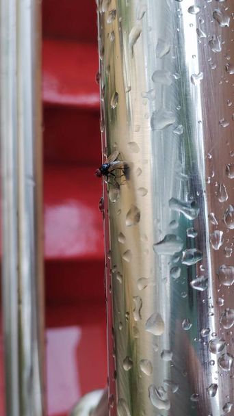 närbild av en insekt배경으로 회색 벽돌 벽 - 写真・画像