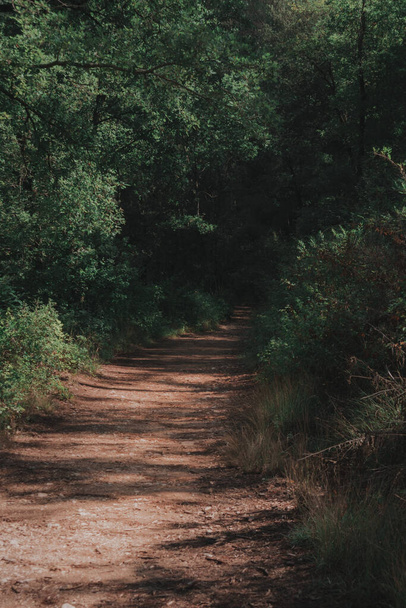 camino adentrandose en el bosque - Foto, imagen