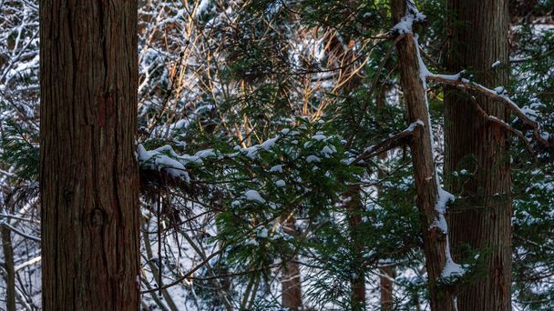 Los pinos cubiertos de nieve en el día helado en el panorama hermoso invernal. Vista invernal en el Jigokudani en la Prefectura de Nagano de Japón, un famoso turismo en Japón. - Foto, Imagen