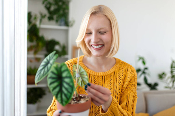 Primer plano de la hermosa mujer sosteniendo planta verde y mirando con sonrisa complacida, sosteniendo alocasia, ama la jardinería y la naturaleza. tiro de interior - Foto, Imagen