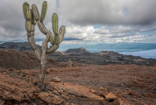 Le Jasminocereus thouarsii cactus ou candelabra est endémique des îles Galapagos et se trouve dans les zones arides. Ici, dans la zone de Chico Volcan sur l'île Isabela. Volcan Chico est une fissure simple dans le volcan Sierra Negra - Photo, image