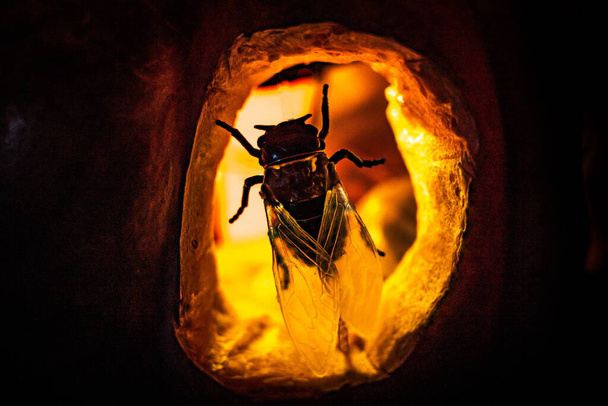 Святковий гарбуз на Хеллоуїн з контурами тварин
 - Фото, зображення