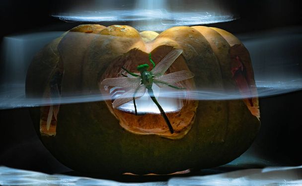 Abóbora festiva para Halloween com contornos de animais - Foto, Imagem