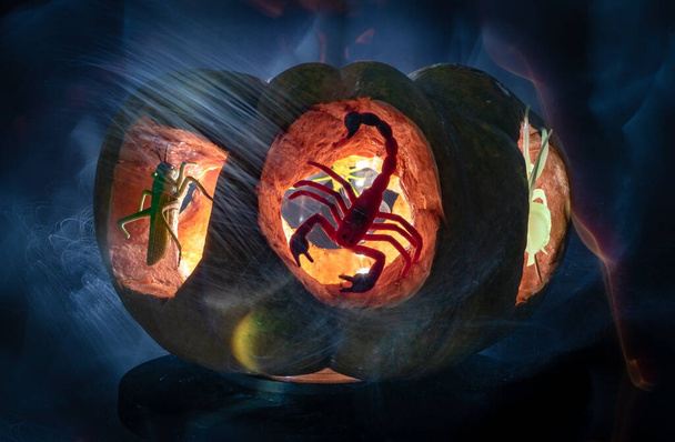Citrouille festive pour Halloween avec contours d'animaux - Photo, image