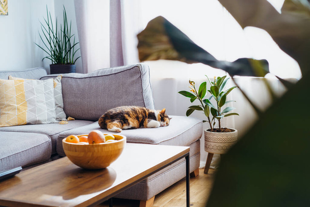 Multicolor cat pet sleeping on the gray couch in modern scandinavian interior of living room with many green house plants. Biophilia style. Cosy, hygge home interior design. Selective focus - Фото, зображення