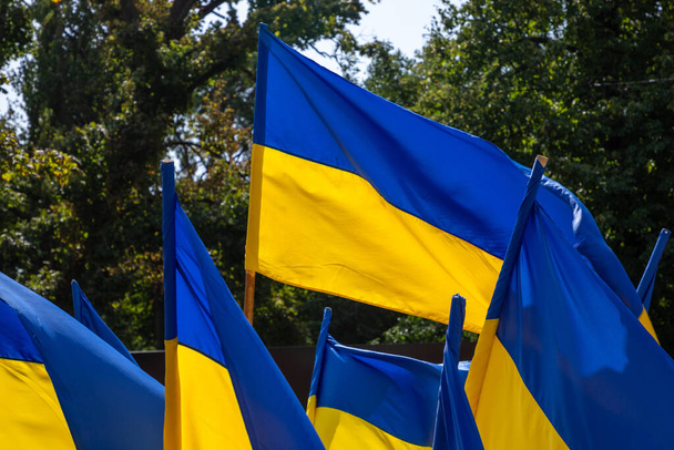 Flags of Ukraine on Independence Day. Symbol of Ukraine. - Photo, Image
