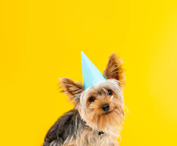 Concepto de tarjeta de cumpleaños. Retrato de perro pequeño que huele Yorkshire Terrier con una gorra de cumpleaños aislada en amarillo - Foto, imagen