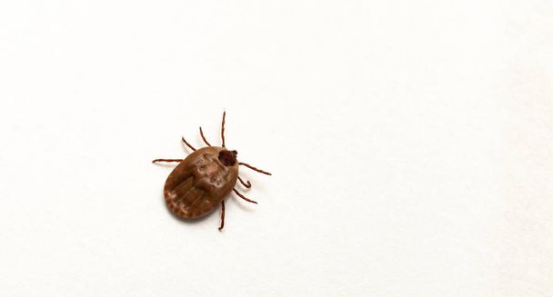 Ixodes ricinus, the castor bean tick, is a chiefly European species of hard-bodied tick. Female. - 写真・画像