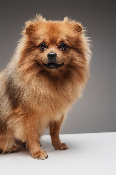 Shot of adorable domestic doggy pomeranian breed with brown fur. - Photo, Image