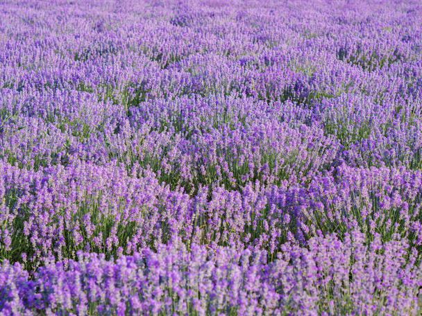 Asetelma laventeli kenttä. Violetti pensaita lavandula kukka kukka. - Valokuva, kuva