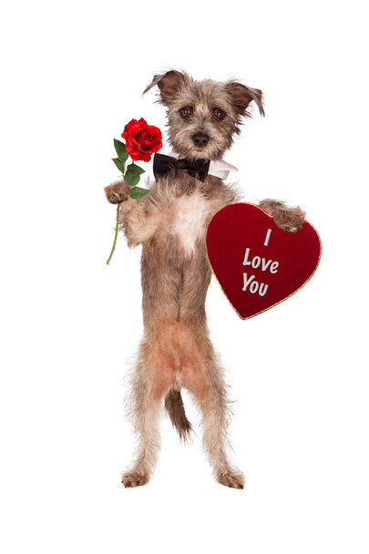 Hond bedrijf Rose en ik hou van je hart - Foto, afbeelding