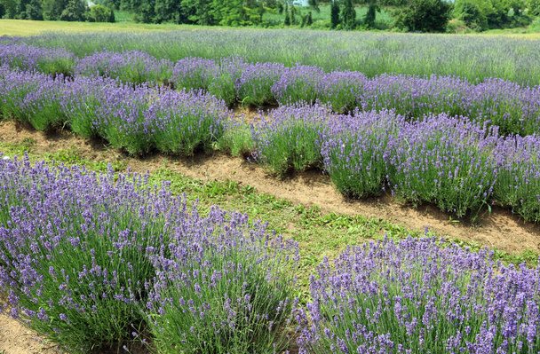 lavender flower bushes in the field to production of perfumes and essential oils - Foto, imagen