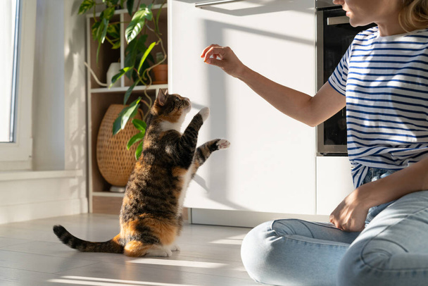 Good-natured Caucasian woman plays with kitten and has good time sits on kitchen floor near stove. Active cat stands on two paws trying to reach hand of female hostess holding out piece of food - Foto, afbeelding
