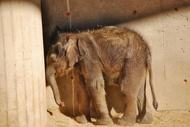 Младенец азиатский слон (Elephas maximus), известный как азиатский слон, в корпусе. Зоопарк Мадрит, Испания. Тематический парк. - Фото, изображение
