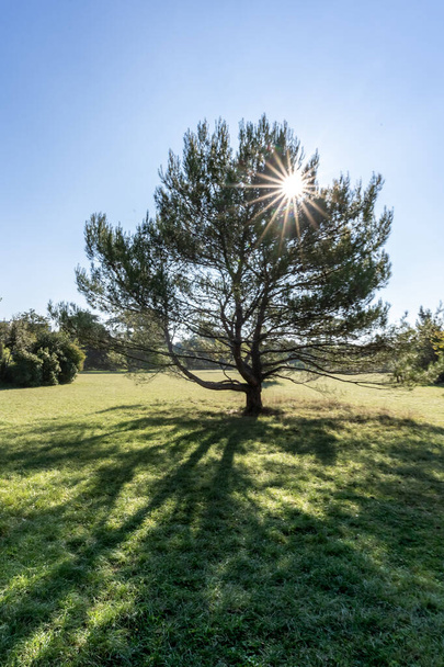 abeto en la naturaleza. rayo de sol cruzando el árbol magistral - Foto, imagen