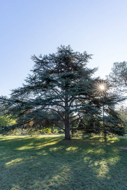 レバノン杉の自然の中で。太陽光線が見事な木を横切り - 写真・画像