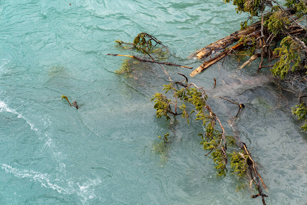 Větve stromů a háčky ulovené ve vodě v Marble Canyon v Britské Kolumbii Kanada - Fotografie, Obrázek
