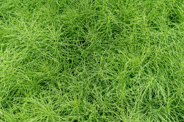 Закрыть много зеленой травы утренней росой - Фото, изображение