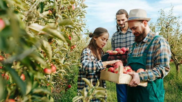 young female farmer with digital tablet in hand checks the quality of apples. two bearded male farmers with a crate of apples in hand in the orchard. - Photo, image