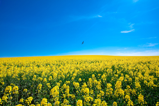 Field of yellow rape against the blue sky with bird - Foto, Imagen
