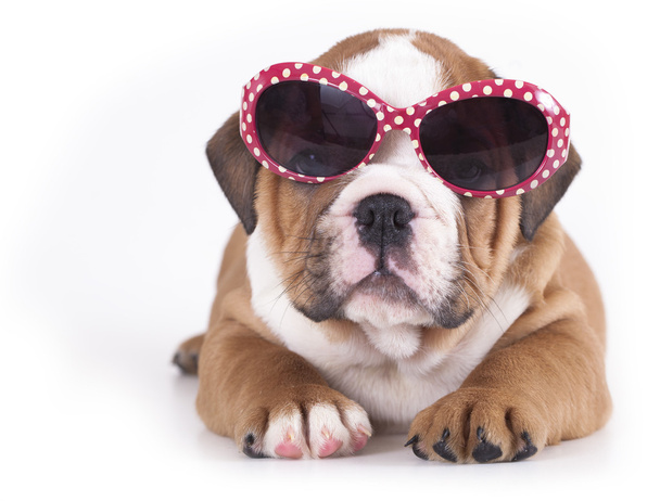 English Bulldog puppy in sunglasses - Valokuva, kuva