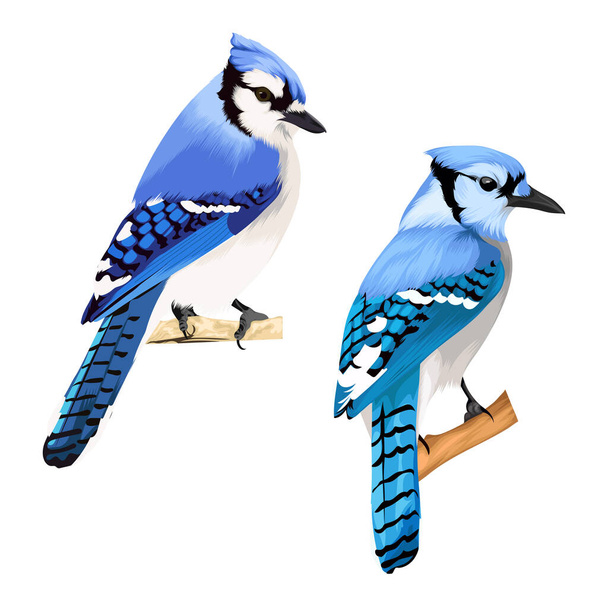 Two Blue jay bird vector - Vektor, kép