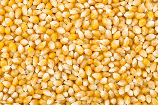 raw popcorn semena textura pozadí - Fotografie, Obrázek