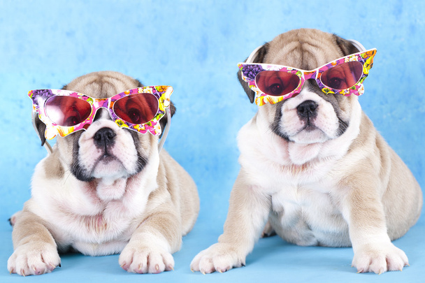 English Bulldog puppy in sunglasses - Foto, Imagen