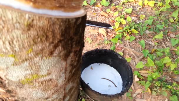 Hevea brasiliensis и латекс в Таиланде
 - Кадры, видео