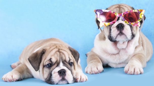 Englanti Bulldog pentu aurinkolasit
 - Valokuva, kuva
