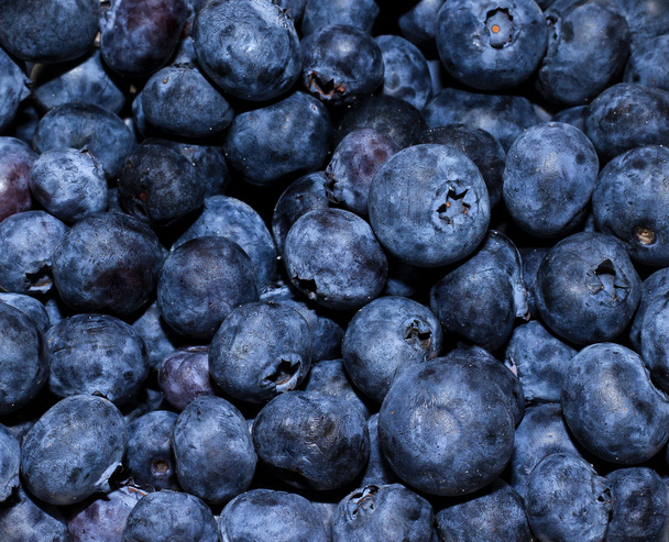 Sea of Blueberry - Photo, Image
