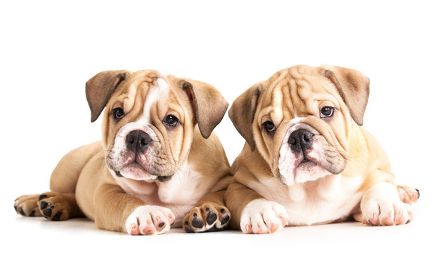English Bulldog puppies - Valokuva, kuva