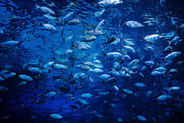 ryby v akváriu, pod vodou, zvířata - Fotografie, Obrázek