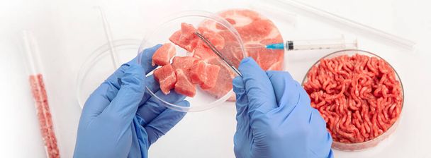 Petri dish with cultured meat in laboratory. Concept of clean meat cultured. Panorama, banner - Photo, image