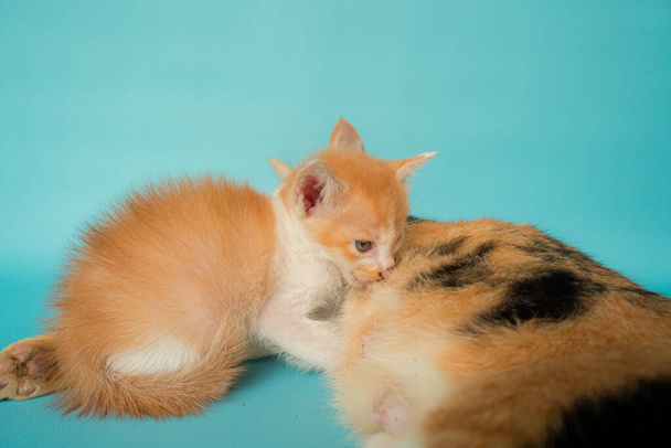 Suloinen kotimainen raidallinen äiti kissa imettää 1 kuukauden ikäinen kissanpentu turkoosi taustalla - Valokuva, kuva