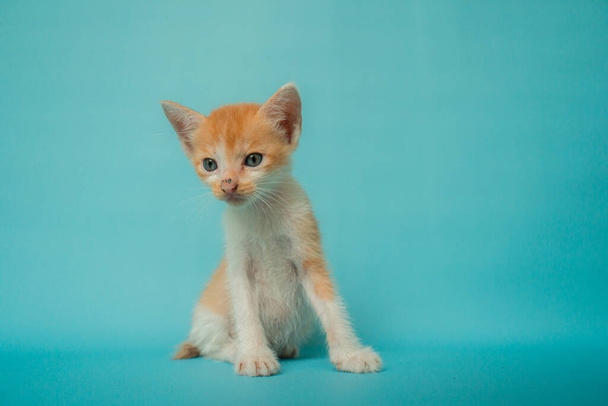 Lähikuva konsepti kuva Tyylikäs 1 kuukausi vanha oranssi kotimainen kissa edessä turkoosi tausta, erittäin suloinen ja söpö - Valokuva, kuva
