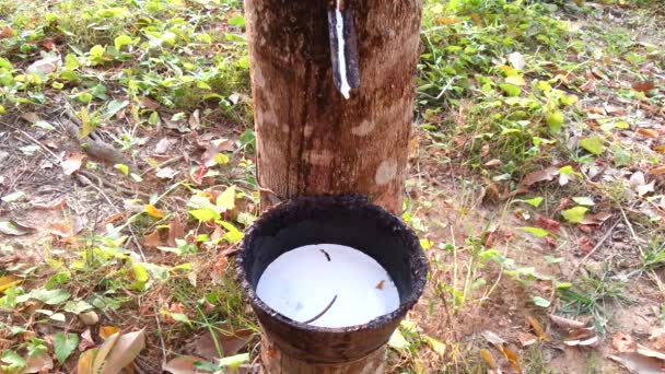 Hevea brasiliensis and latex in Thailand - Footage, Video