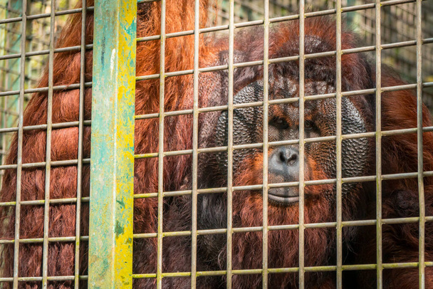 Close-up van een volwassen man Orangutan met dik bruin haar en een zeer groot lichaam In een rehabilitatie en gevangenschap, volwassen orang-oetan achter een metalen kooi - Foto, afbeelding