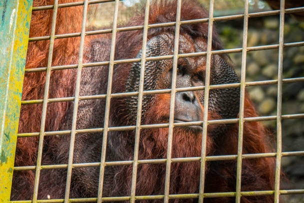 Lähikuva aikuisesta urospuolisesta orangista, jolla on paksut ruskeat hiukset ja erittäin suuri runko Kuntoutuksessa ja vankeudessa aikuinen oranki metallihäkin takana. - Valokuva, kuva
