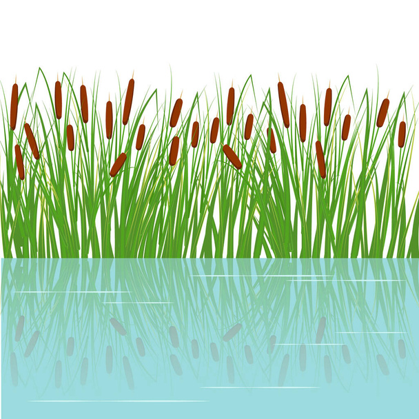 Rieten in het groene gras. Moeras- en rivierplanten met reflectie in water. Vector platte illustratie. - Vector, afbeelding