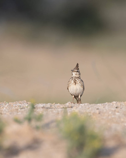Μια όμορφη Crested κορυδαλλός (Galerida cristata) στέκεται στο έδαφος σε ένα περιβάλλον ερήμου στο Ντουμπάι, Ηνωμένα Αραβικά Εμιράτα. - Φωτογραφία, εικόνα