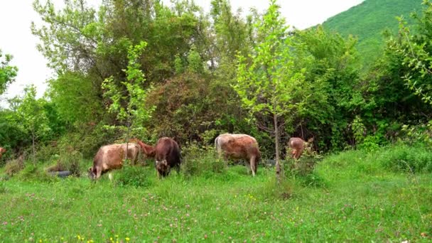 Vacas marrons jovens estão pastando na natureza selvagem. Imagens 4k de alta qualidade - Filmagem, Vídeo