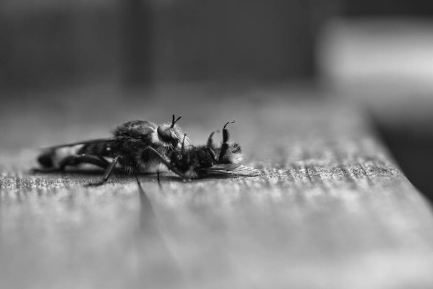 Yellow murder fly or yellow robber fly as black and white image with a bumblebee as prey. The insect is sucked out by the hunter. Yellow black hairs cover the hunter. Macro shot from nature - Fotografie, Obrázek
