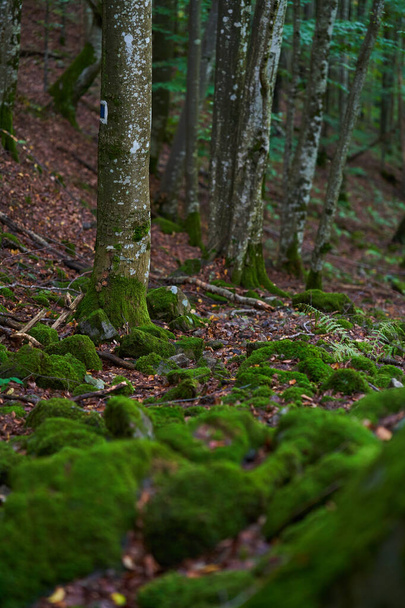 Enchanted forest, with stones, boulders and trees covered in vibrant green moss - Фото, изображение