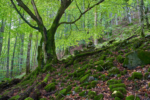 Enchanted forest, with stones, boulders and trees covered in vibrant green moss - Fotoğraf, Görsel